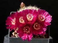 Thumbnail of 1891_Sulcorebutia santiaginiensis HS115a_20180507_01(1).JPG